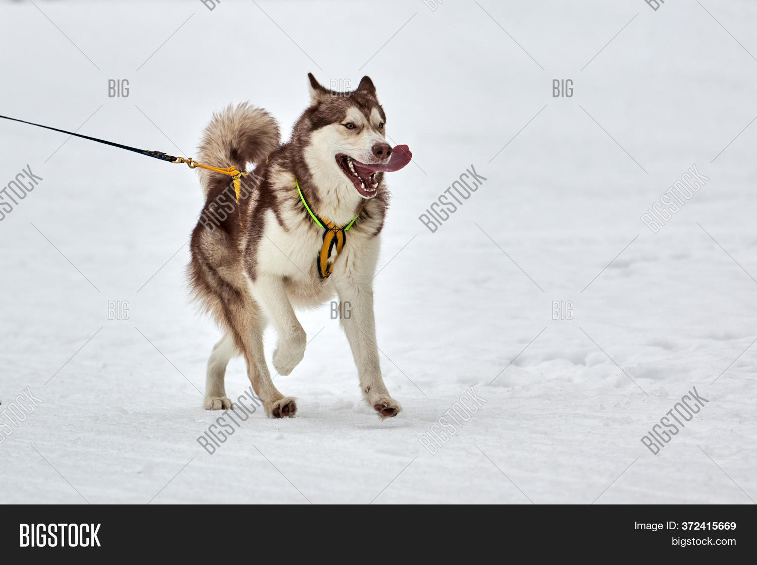 Running Husky Dog On Image & Photo (Free Trial) Bigstock