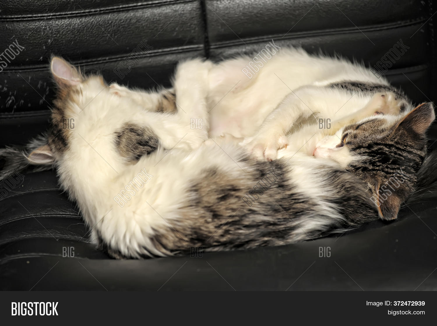 Two Young Cats Playing Image & Photo (Free Trial) Bigstock