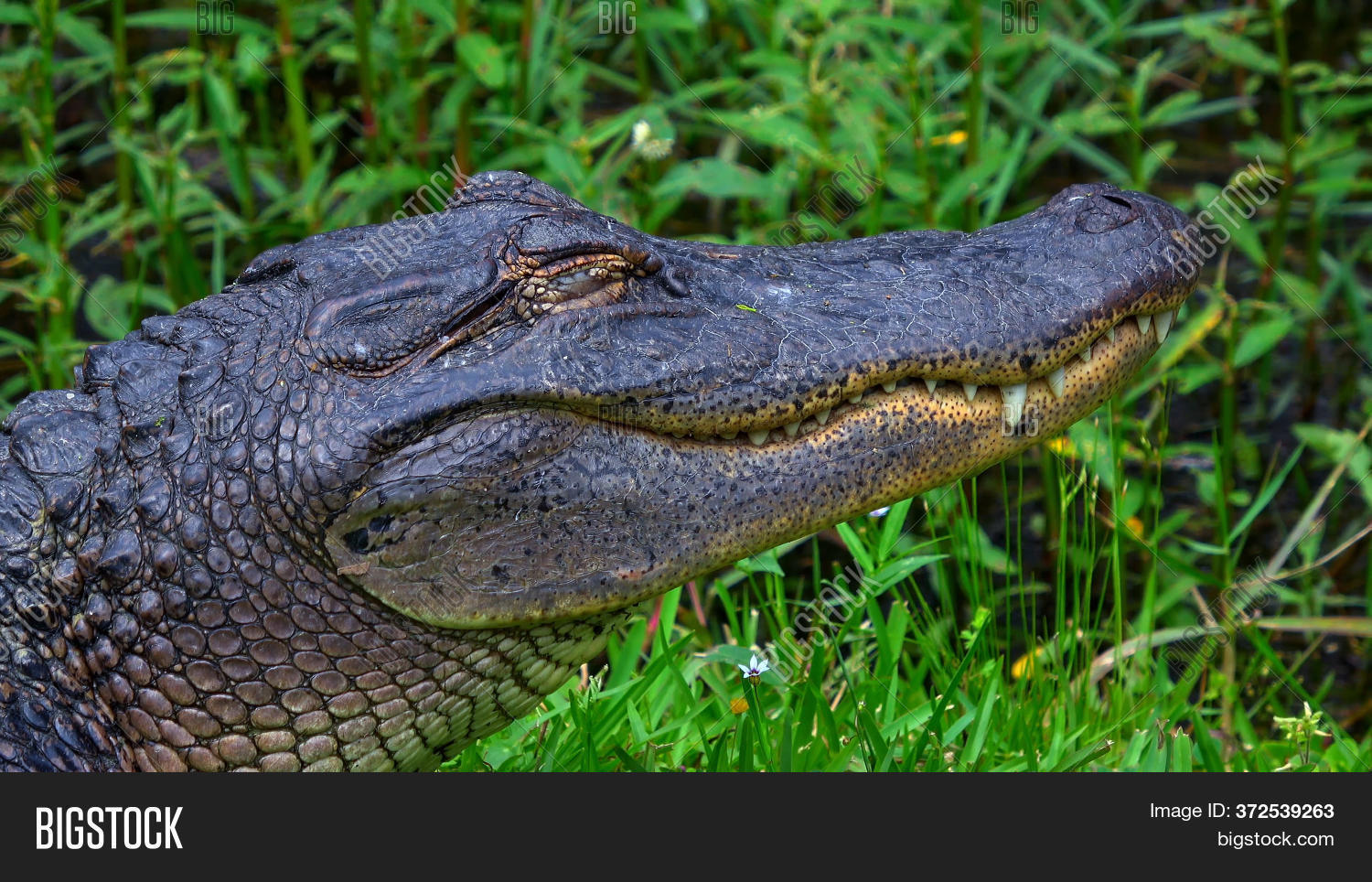 Big Alligator Swamps Image & Photo (Free Trial) Bigstock