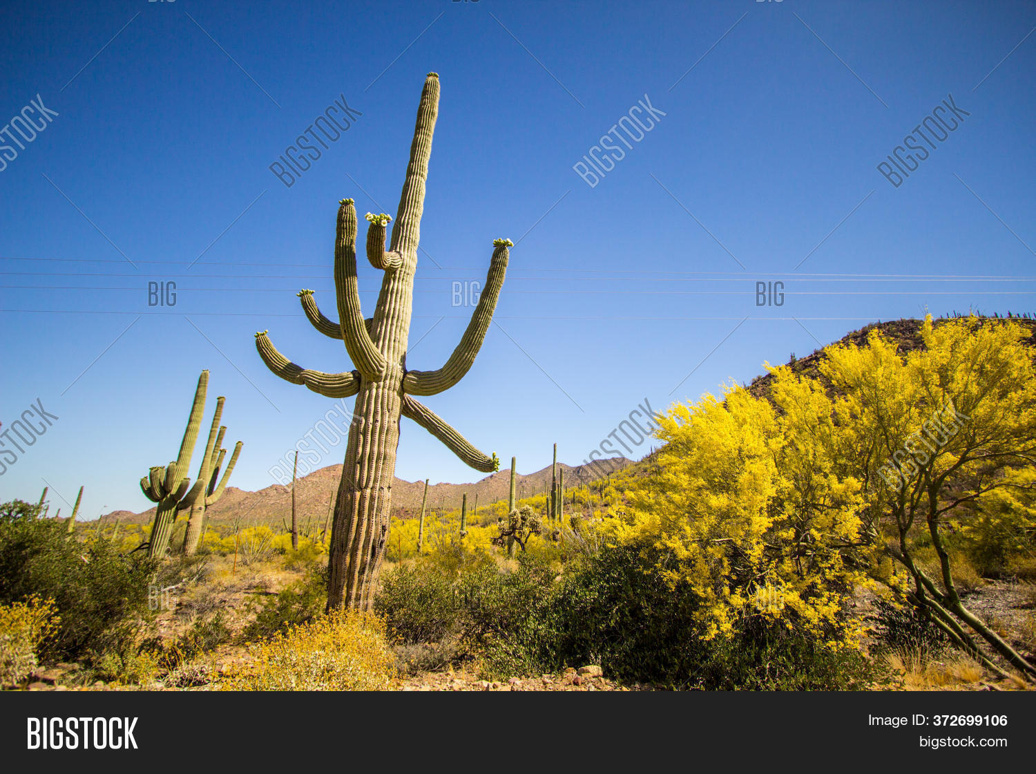 Saguaro Cactus Bloom. Image &amp; Photo (Free Trial) | Bigstock