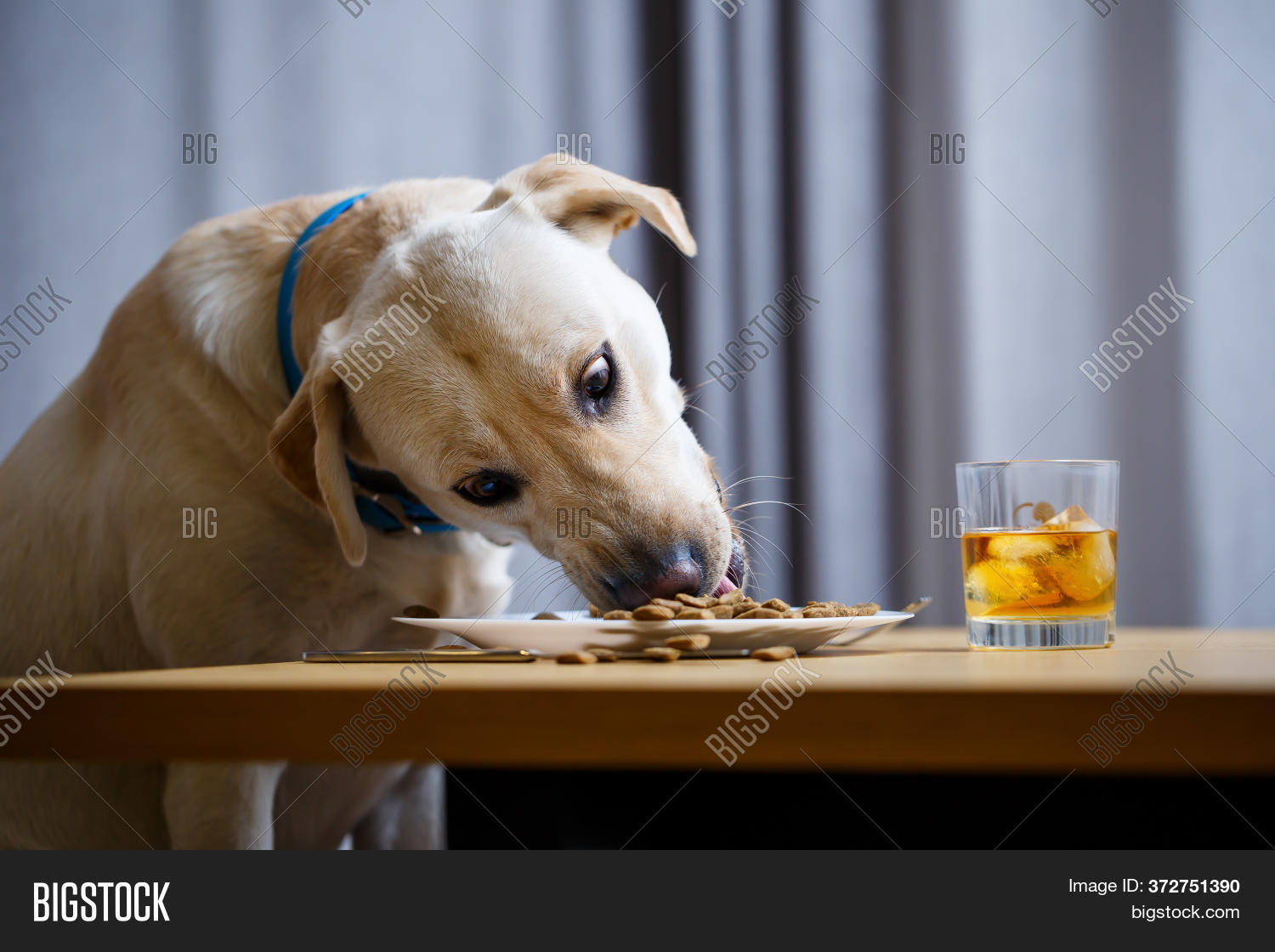 Cute Dog Eats Food Image & Photo (Free Trial) Bigstock
