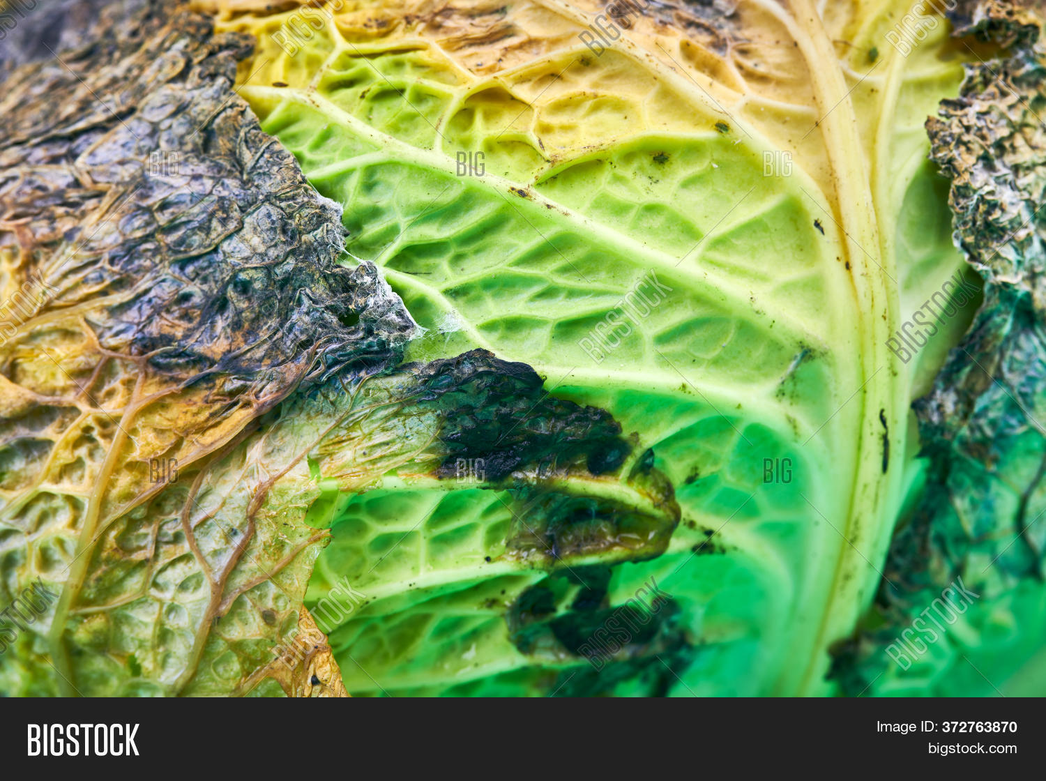 What Does Rotten Cabbage Smell Like at Stephanie Spence blog