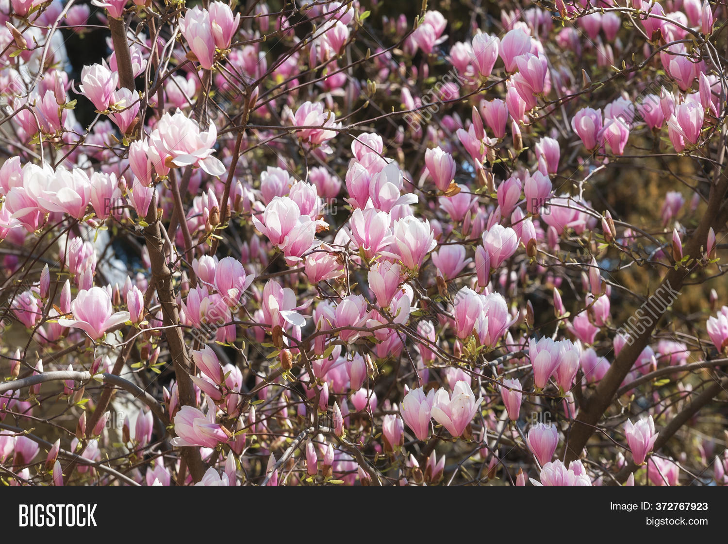 Beautiful Pink Image & Photo (Free Trial) Bigstock