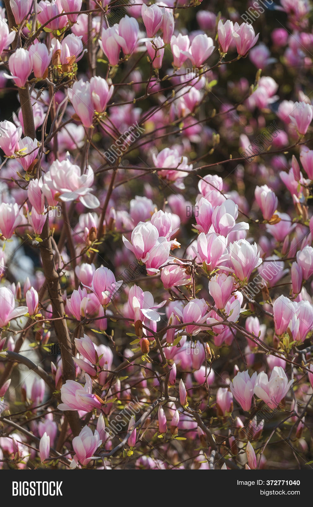 Beautiful Pink Image & Photo (Free Trial) Bigstock
