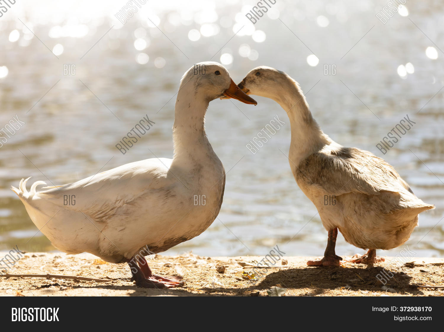 Two Dirty White Ducks Image & Photo (Free Trial) Bigstock
