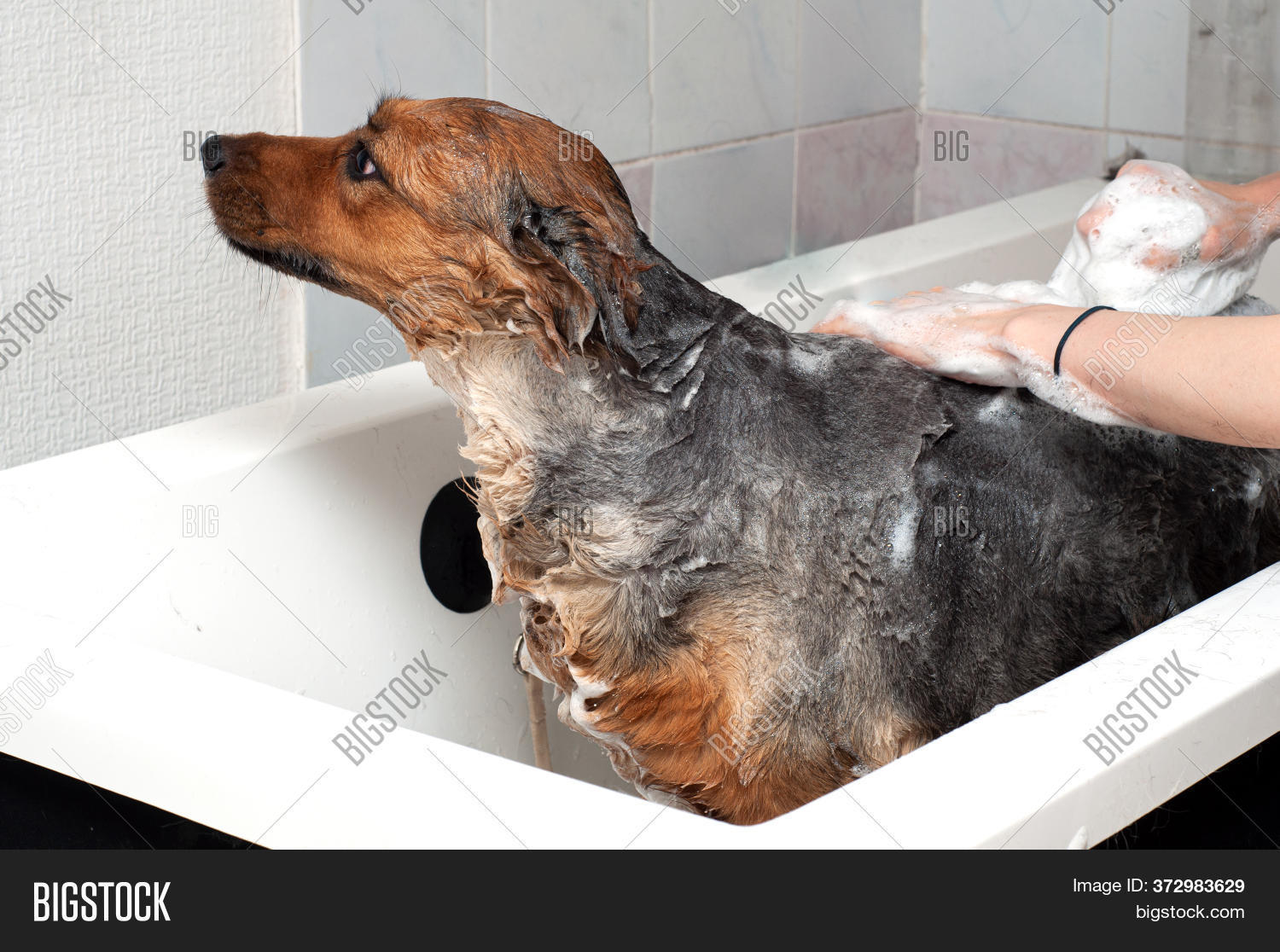 Dog Taking Shower Soap Image & Photo (Free Trial) Bigstock