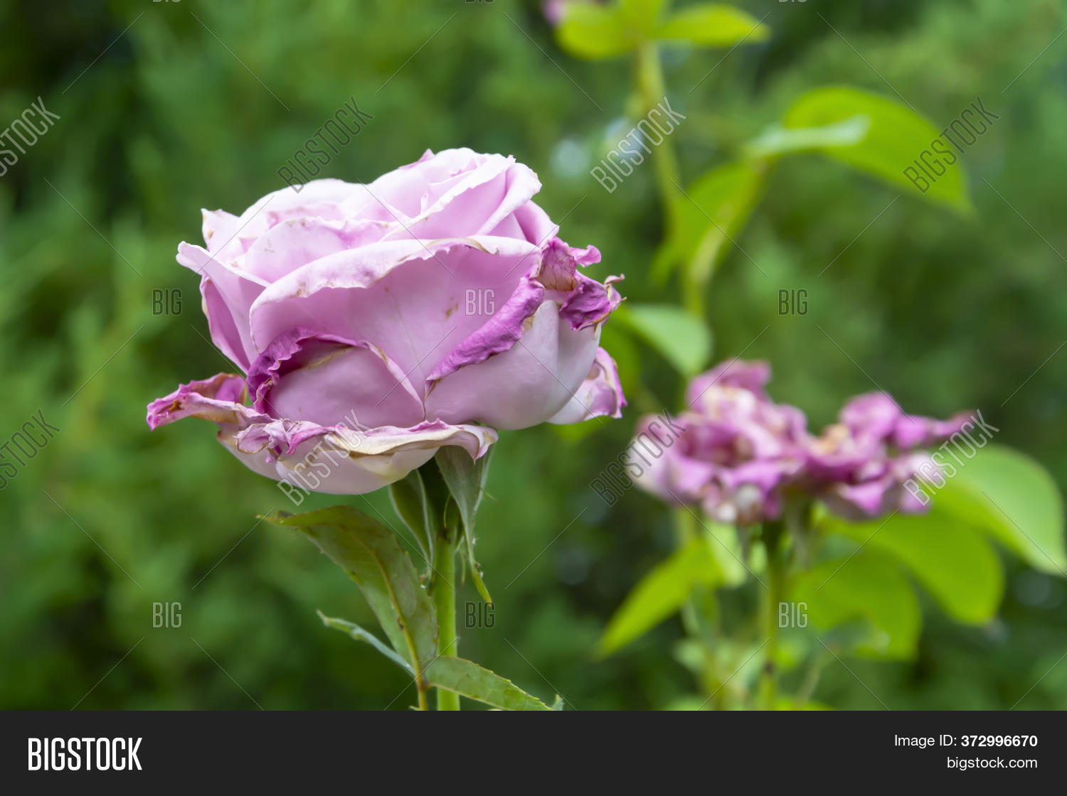Fading Purple Rose Image & Photo (Free Trial) Bigstock