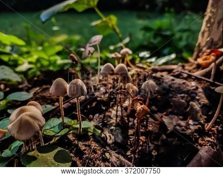 Panaeolus Antillarum Is A Common And Widely Distributed Small To Medium-sized Gray Mushroom Which Gr