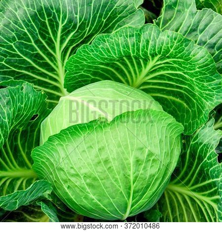 Cabbage Grows In The Garden. Agriculture. Healthy And Healthy Food For Humans. Selective Focus.