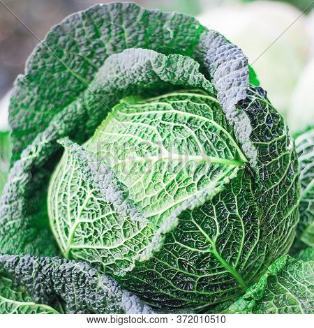 Cabbage Grows In The Garden. Agriculture. Healthy And Healthy Food For Humans. Selective Focus.
