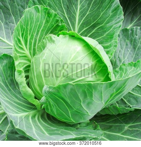 Cabbage Grows In The Garden. Agriculture. Healthy And Healthy Food For Humans. Selective Focus.