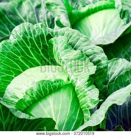 Cabbage Grows In The Garden. Agriculture. Healthy And Healthy Food For Humans. Selective Focus.