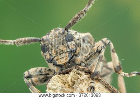 One Beautiful Batocera Rubus Natural Marco Photography