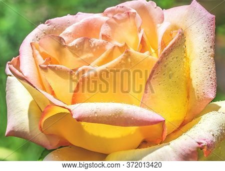 Beautiful Hybrid Tea Rose With Raindrops On The Petals. In Germany, Her Name Is Gloria Dei, In Italy