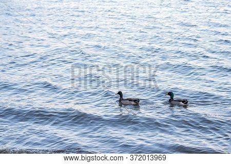 A Couple Of Mallards Swimming At Lake Elsinore, California