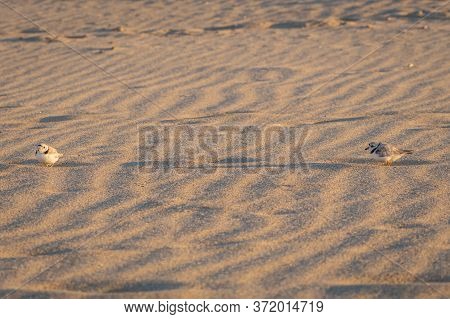 Keep The Social Distance, As The Piping Plover On The Sand, The Head Of Meadow Beach, Near-threatene