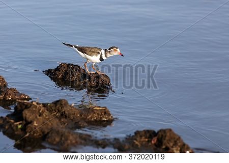 The Three-banded Plover (charadrius Tricollaris) Standing On The Shore