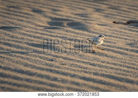 An Endangered Species Piping Plover Walks Away On The Beach