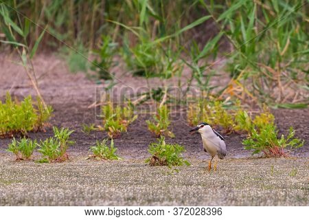 Black-crowned Night Heron Or Nycticorax Nycticorax On A Lake.