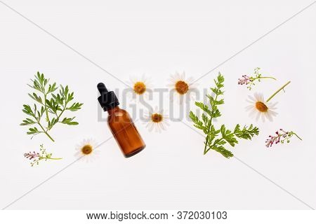 Chamomile Flowers And Cosmetic Bottle Of Essential Oil On White Background, Top View
Concept Of Natu