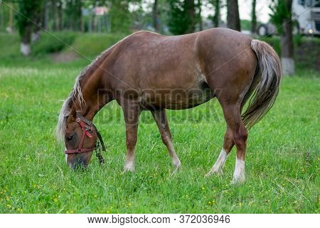 Silvery Bay Horse In A Field On A Paddock.