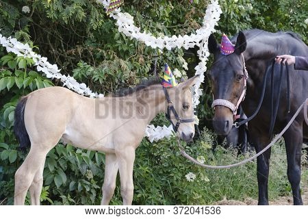 A Brown Mare And A Yellow Foal With Hats And Guirlandes In The Trees. Background For Greeting Card, 