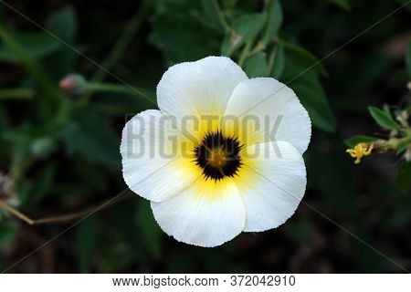 KUMROKHALI, INDIA - FEBRUARY 18, 2020: Turnera diffusa, known as damiana flower blooming in garden, Kumrokhali, West Bengal, India