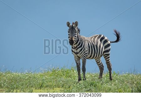 One Male Zebra With Flies Around It's Mouth Standing Amongst Green Grass Waving Tail With Blue Sky I
