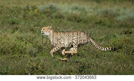 Adult Cheetah Running At Speed On Grassy Green Plains Of Ndutu Tanzania