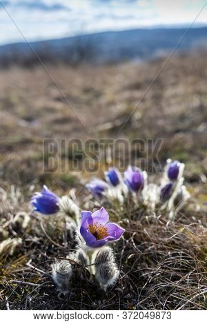 Pasque flower, National park Podyji, Southern Moravia, Czech Republic
