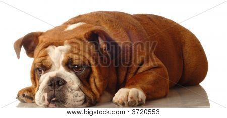 Buldog angielski
