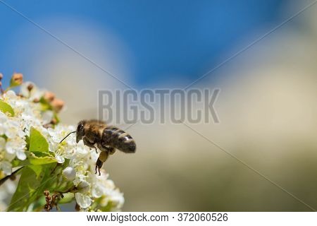 Elderberry Flowers Flown By Bees.\nwhite, Small Flowers Of Elderberry. Among The Flowers And On Them