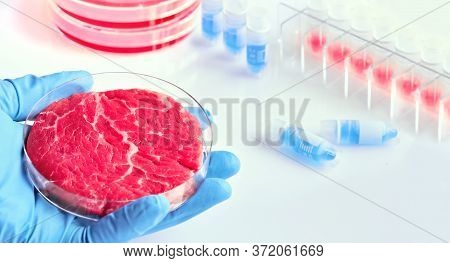 Clean Cell-based Meat. Hand In Glove Hold Meat Sample In Plastic Cell Culture Dish. Panoramic Compos