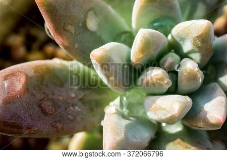 Succulent Plant Close-up, Fresh Leaves Detail Of Graptosedum Darley Sunshine
