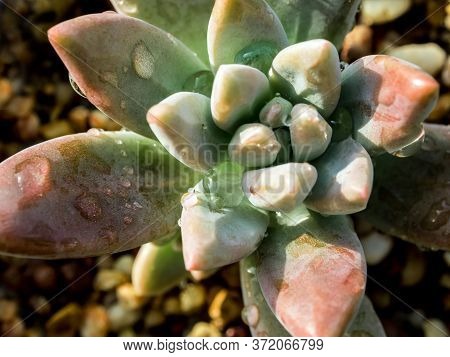 Succulent Plant Close-up, Fresh Leaves Detail Of Graptosedum Darley Sunshine