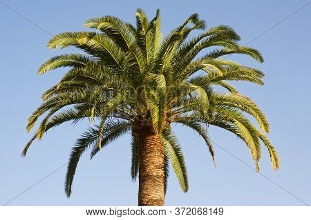 Palm Tree In Santa Cruz, La Palma, Canary Islands