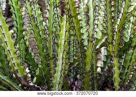 Sharp, Long And Hard Thorns Around The Stalk Of Euphorbia Greenwayi