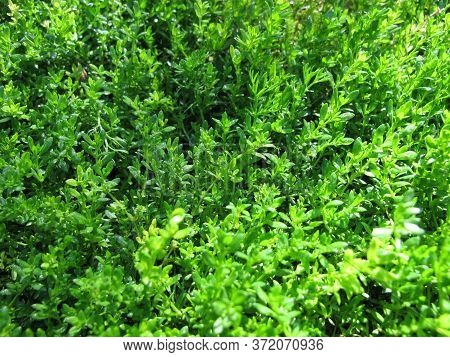 Smooth Rupturewort, Herniaria Glabra, A Groundcover In The Garden