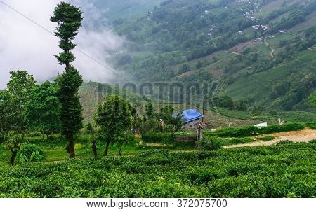 An Indian Tea Garden Amidst The Lap Of A Mountain