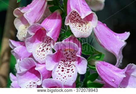 Beautiful Foxglove (digitalis) Flowers In Full Bloom.  Digitalis Is Poisonous; It Can Be Fatal Even 