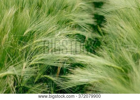The Ears Of Barley Under The Weight Of Grain Are Knocked Out Of The Total Mass