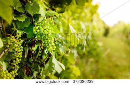 View Of Grapes and Vineyard in goriska Brda In Slovenia.