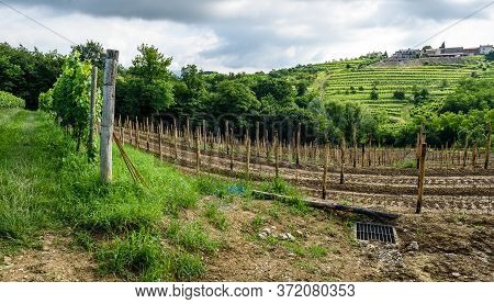Planting New Grapevines In Vineyard goriska Brda In Slovenia.