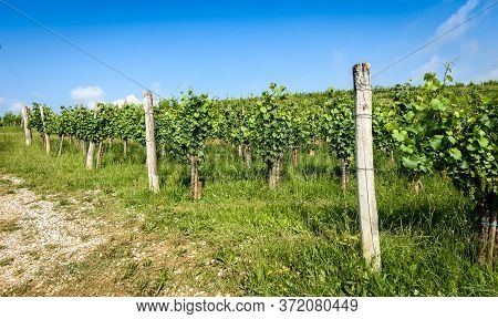 View Of Famous Wine Region Goriska Brda Hills In Slovenia.