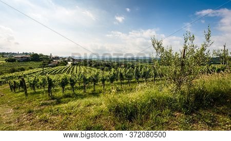 View Of Famous Wine Region Goriska Brda Hills In Slovenia.