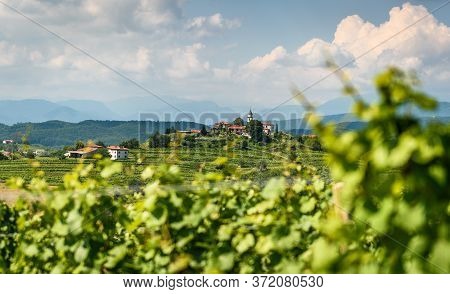 View Of Famous Wine Region Goriska Brda Hills In Slovenia.
