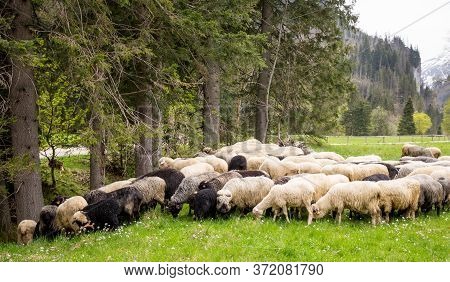 Flock Of Sheep On Green Grass, Mountain Meadow. Nature Concept
