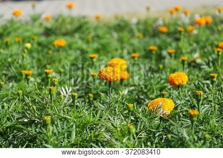 Round, Bright Yellow Flowers Marigolds. City Fpowerbed With Marigolds