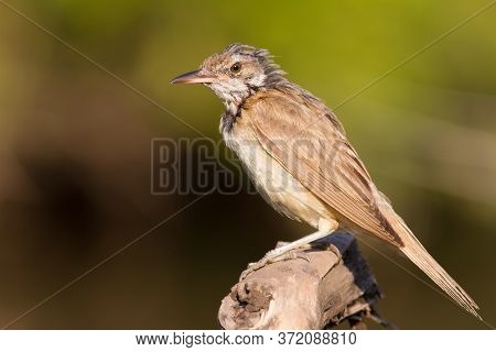 Great Reed Warbler, Acrocephalus Arundinaceus. Adult Bird Changes Plumage. Early Sunny Morning. The 