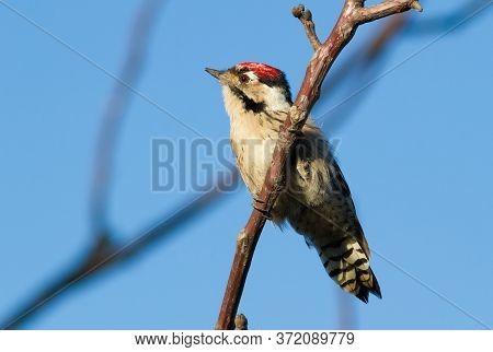 Lesser Spotted Woodpecker, Dryobates Minor, Dendrocopos Minor. The Smallest Woodpecker Sits On A Tre